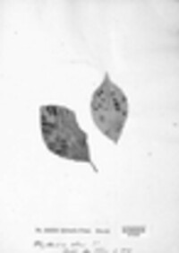 Dothidella ulmi image
